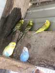 Vendo aves  urgente.