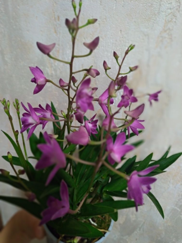 Отростки (кейки) орхидеи-дендробиума Берри Ода