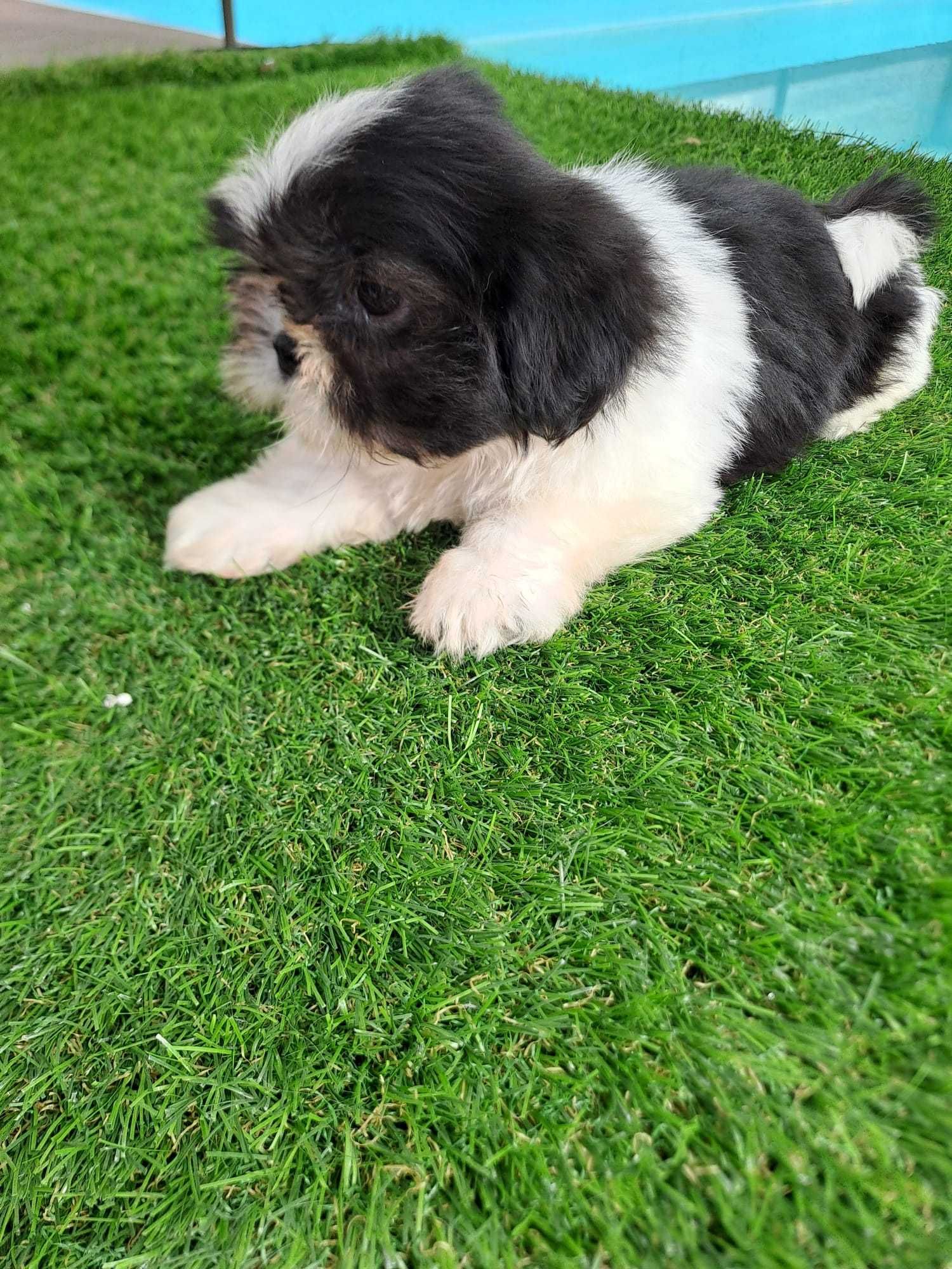 Vendo fêmea Shih-Tzu