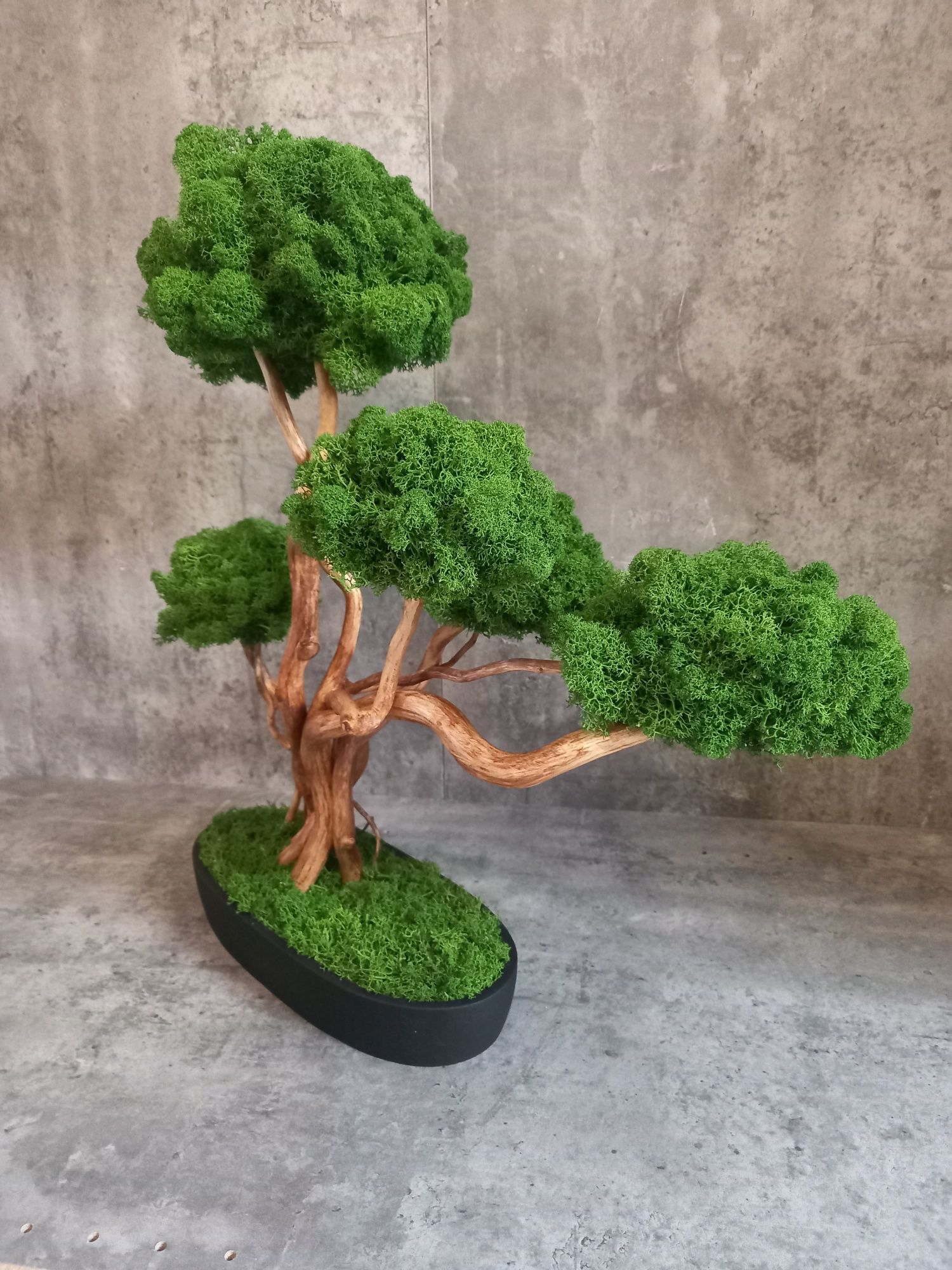 Drzewko Bonsai.50 cm.Prezent. Mech Chrobotek. Dekoracja wnętrz