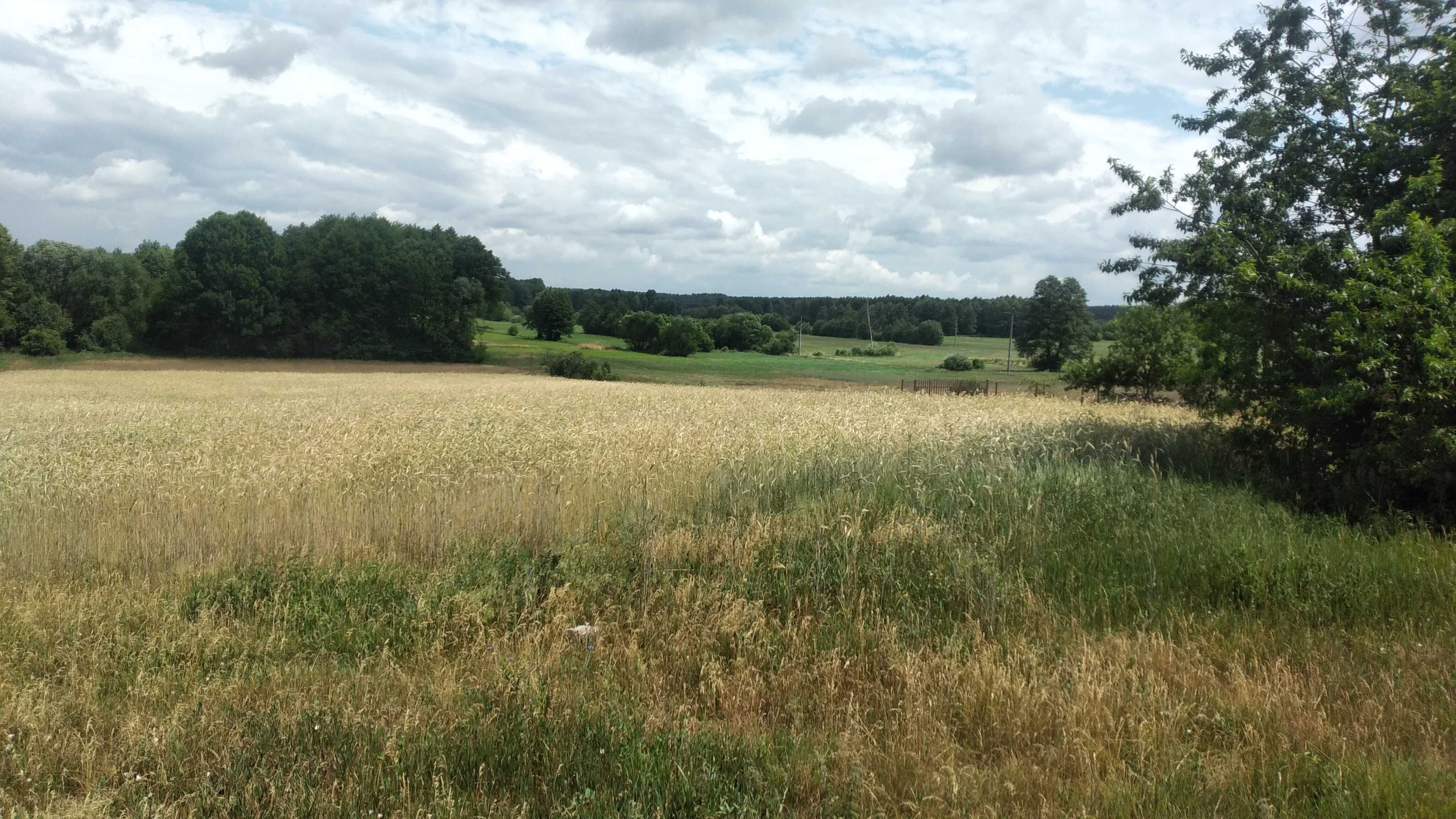 Dzialka budowlana 2.500 M2, Soje, gm.Czerwonka.