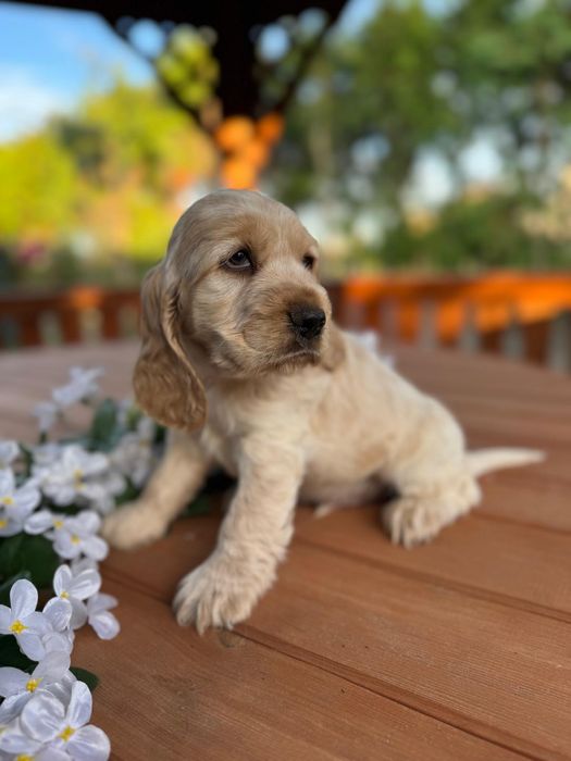 Cocker spaniel angielski Piesek