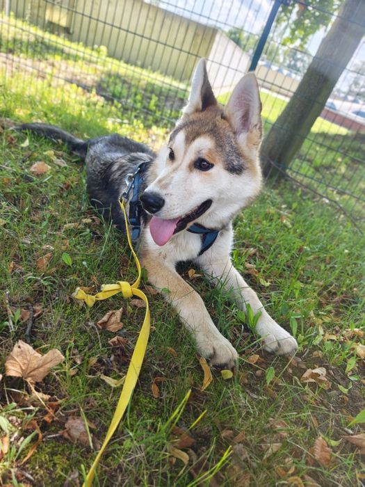 Super pozytywny, łagodny i przyjacielski pies -  husky szczeniak