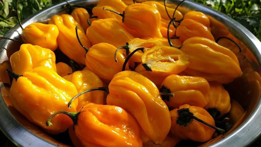 Продам насіння Habanero Yellow / Хабанеро Жовтий