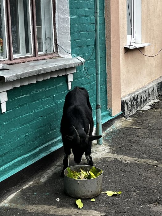 Козочка молода 9 місяців