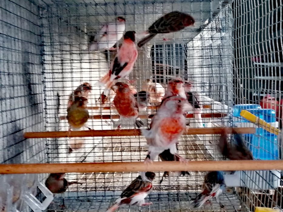 Canários Arlequim Português