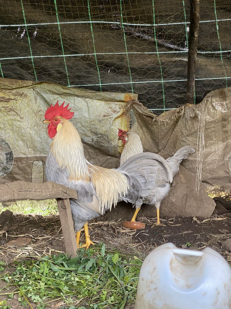 Leghorn isabella ovos para incubaçao Galinhas de raça