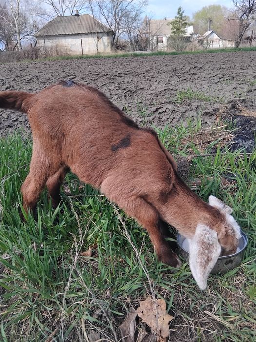 Козенята нубійські