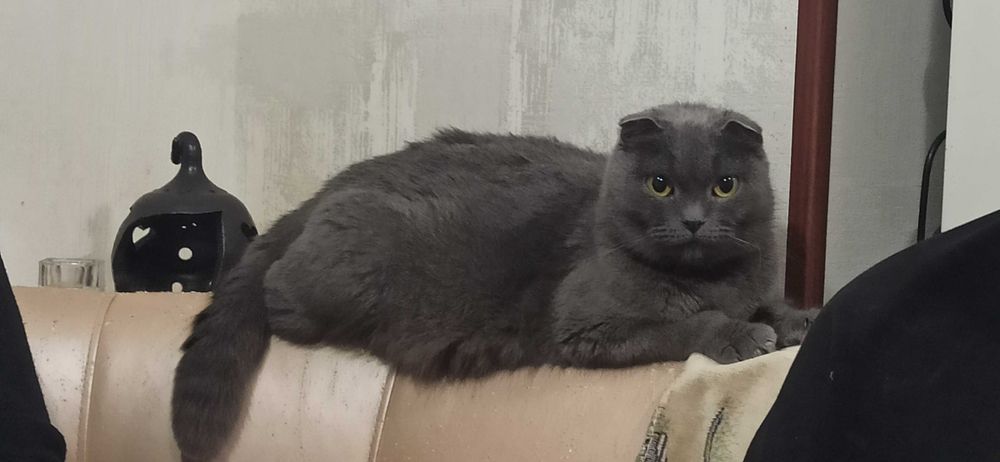 Шотландські кошенята