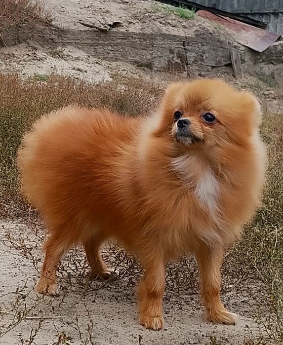 Померанский шпиц