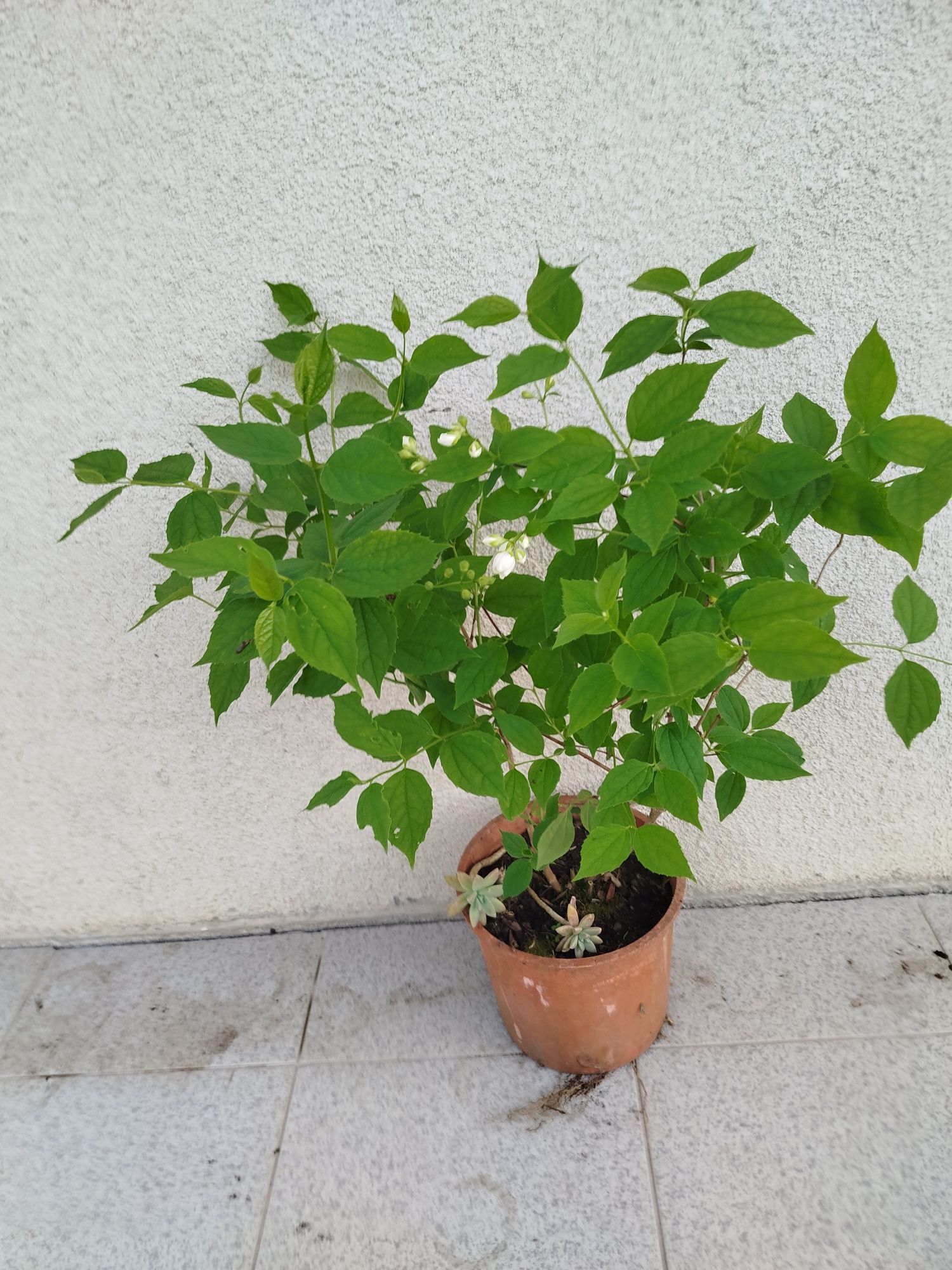 Vaso com planta de jardim