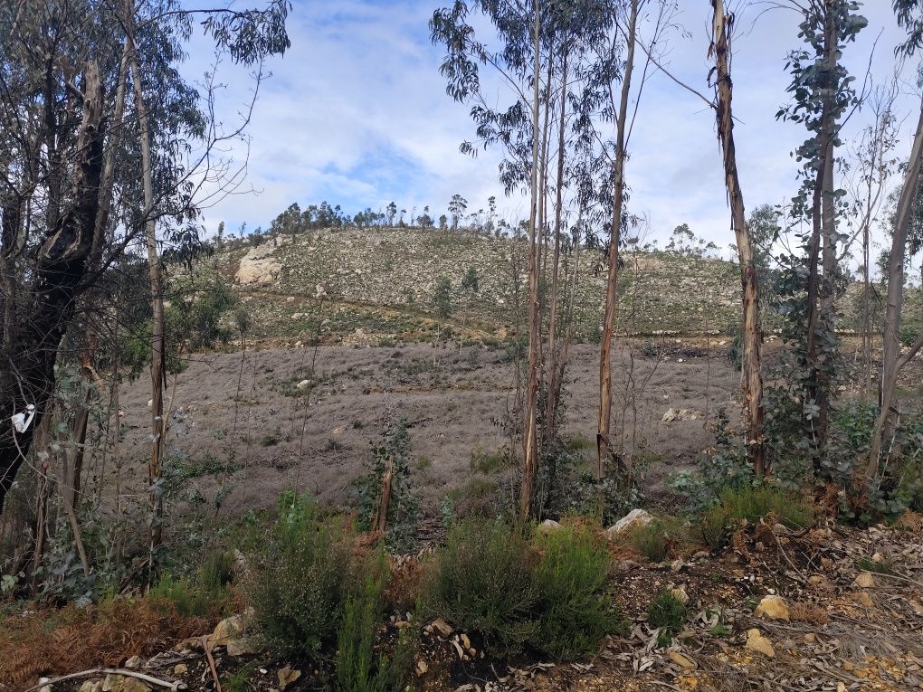 Limpezas de terrenos