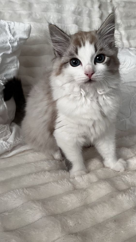 Ragdoll sliczny kocurek