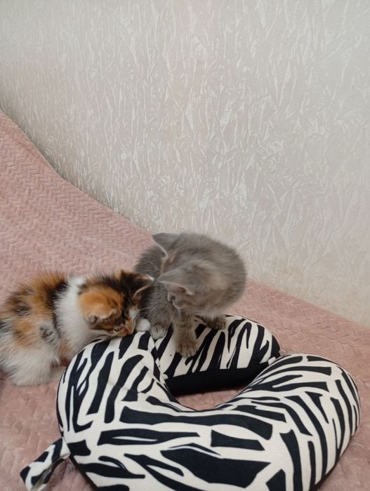 Котики в добрі руки