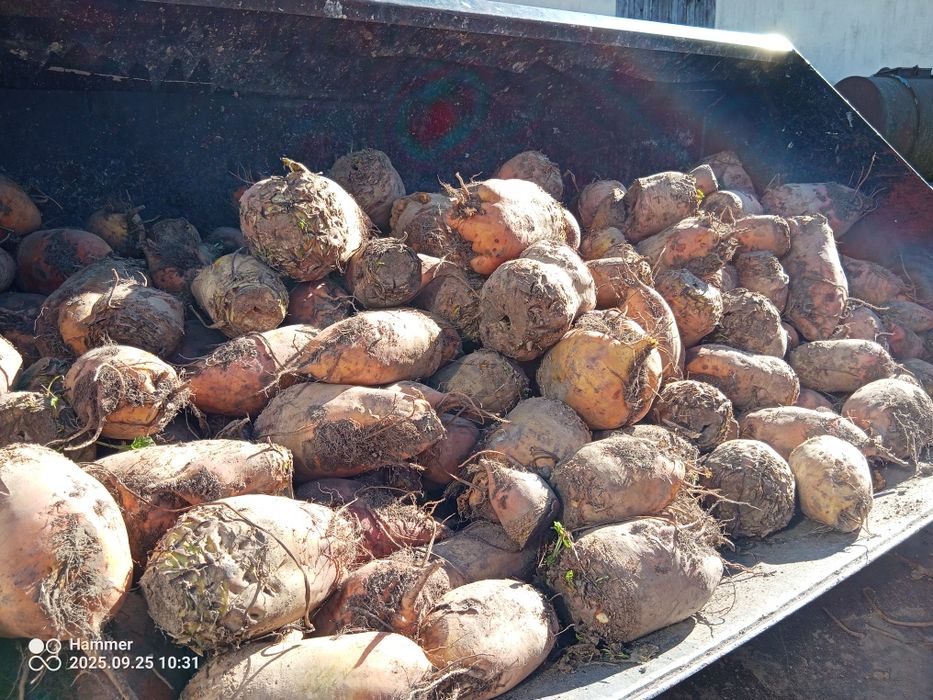 Buraki pastewne pomarańczowo - żółte
