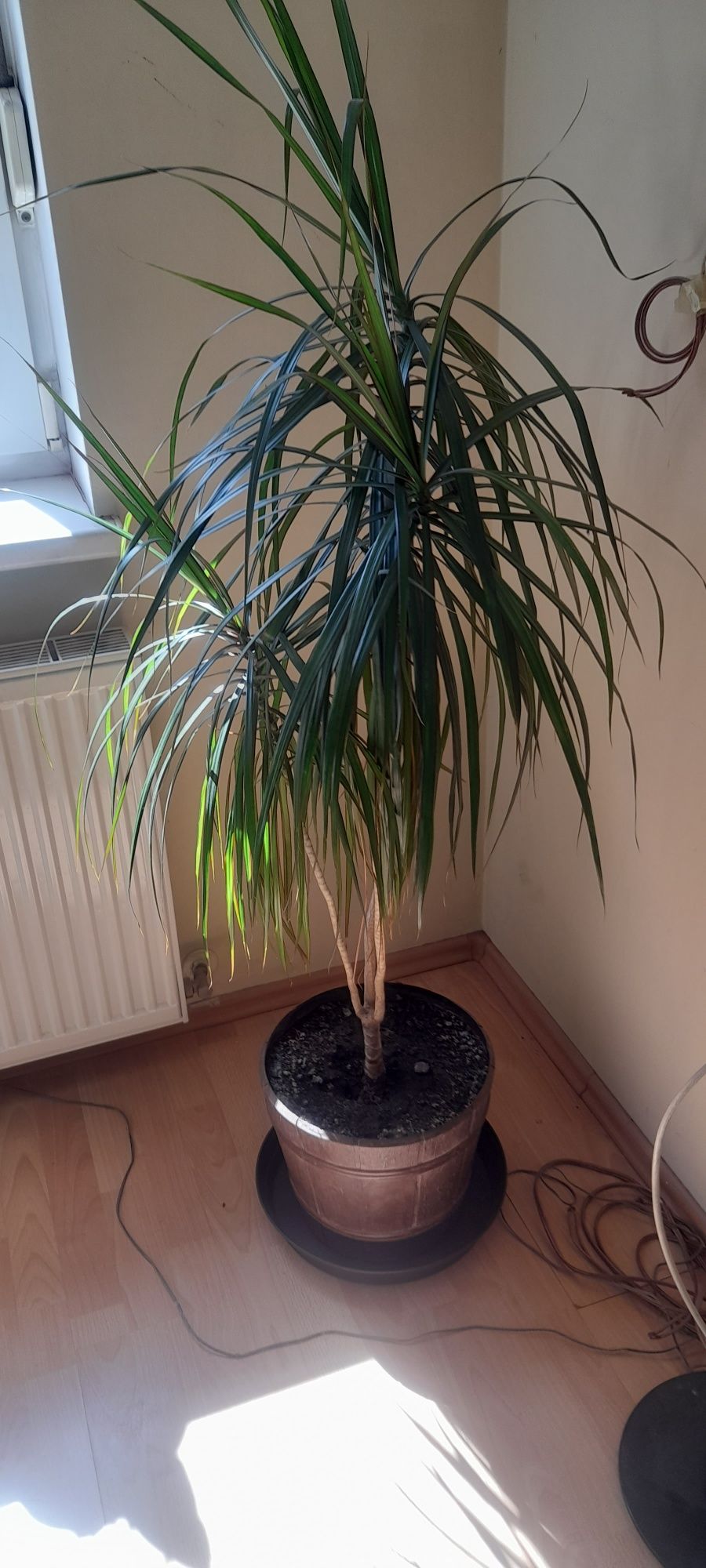 Dracena duża zadbana