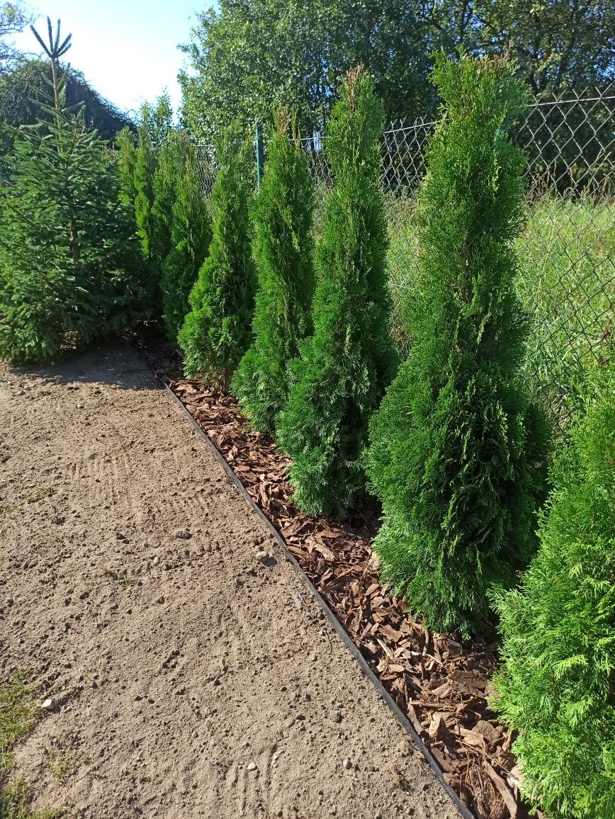 Tuja Thuja Szmaragd 50cm-180cm PREMIUM Sprzedaż, Nasadzenia, GRUNT