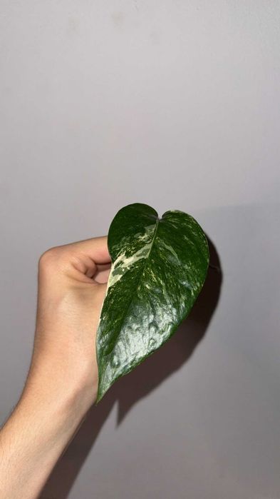 epipremnum pinnatum marble variegata + epipremnum pinnatum variegata