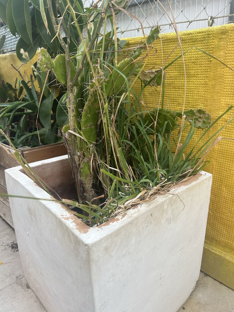 Vasos pesados com plantas ofereço