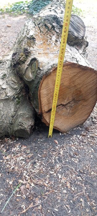 Orzech pień i konary