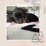 Yorkshire Terrier BLACK&TAN