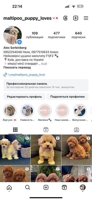 Мальтипу ф2 ред браун міні гарний малюк