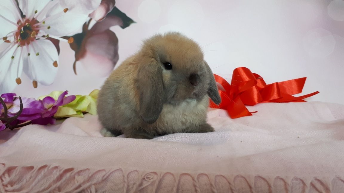 Królik miniaturowy mini lop hodowla zarejestrowana