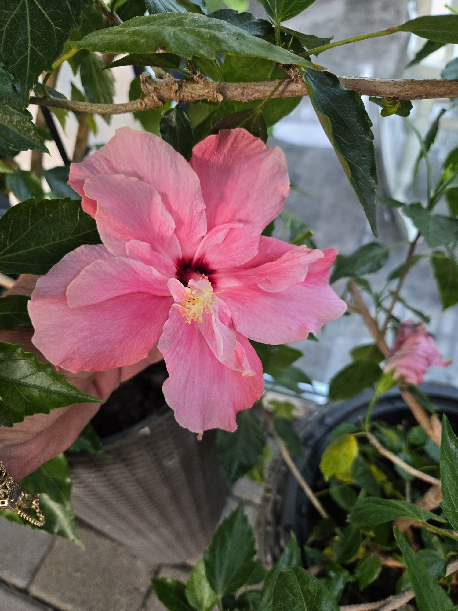 Hibiskus, róża chińska.