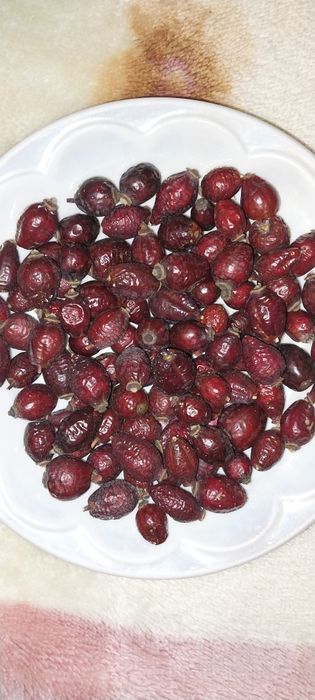 Шипшина сушена/ Шиповник