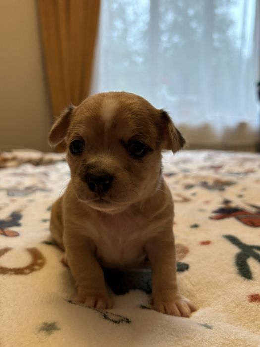 Chihuahua suczka  merle