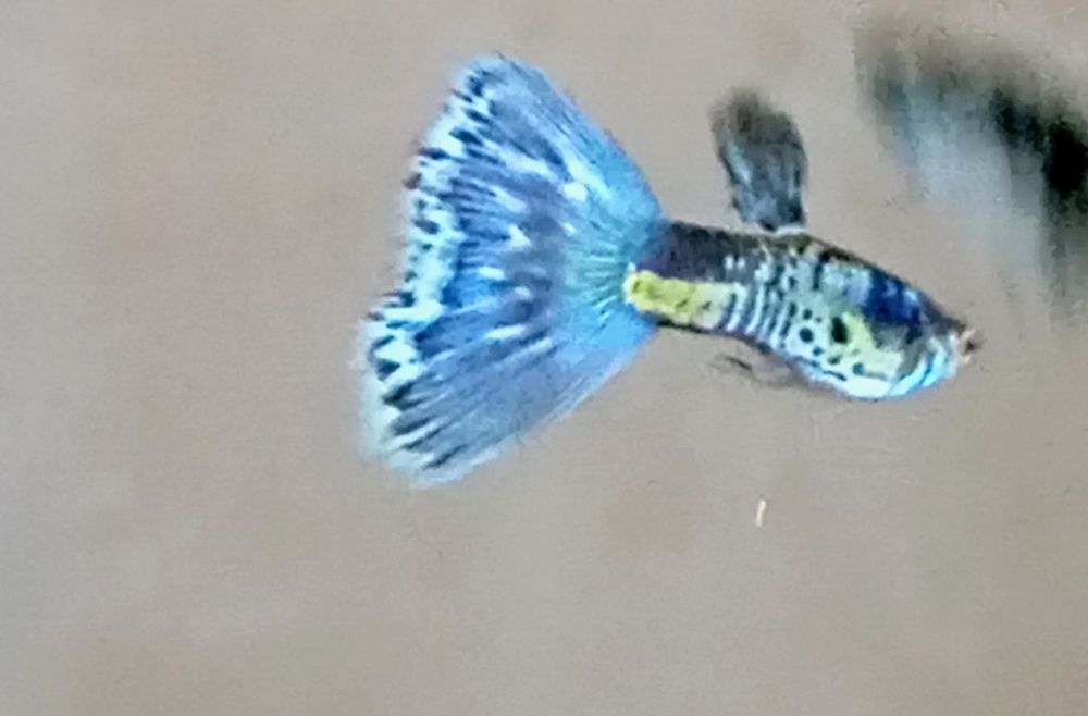 Guppies Blue Galaxi