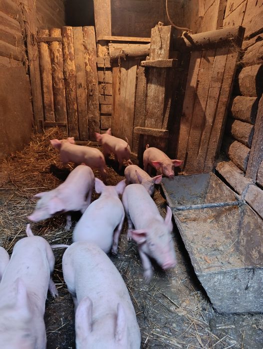 Продам домашні свині!