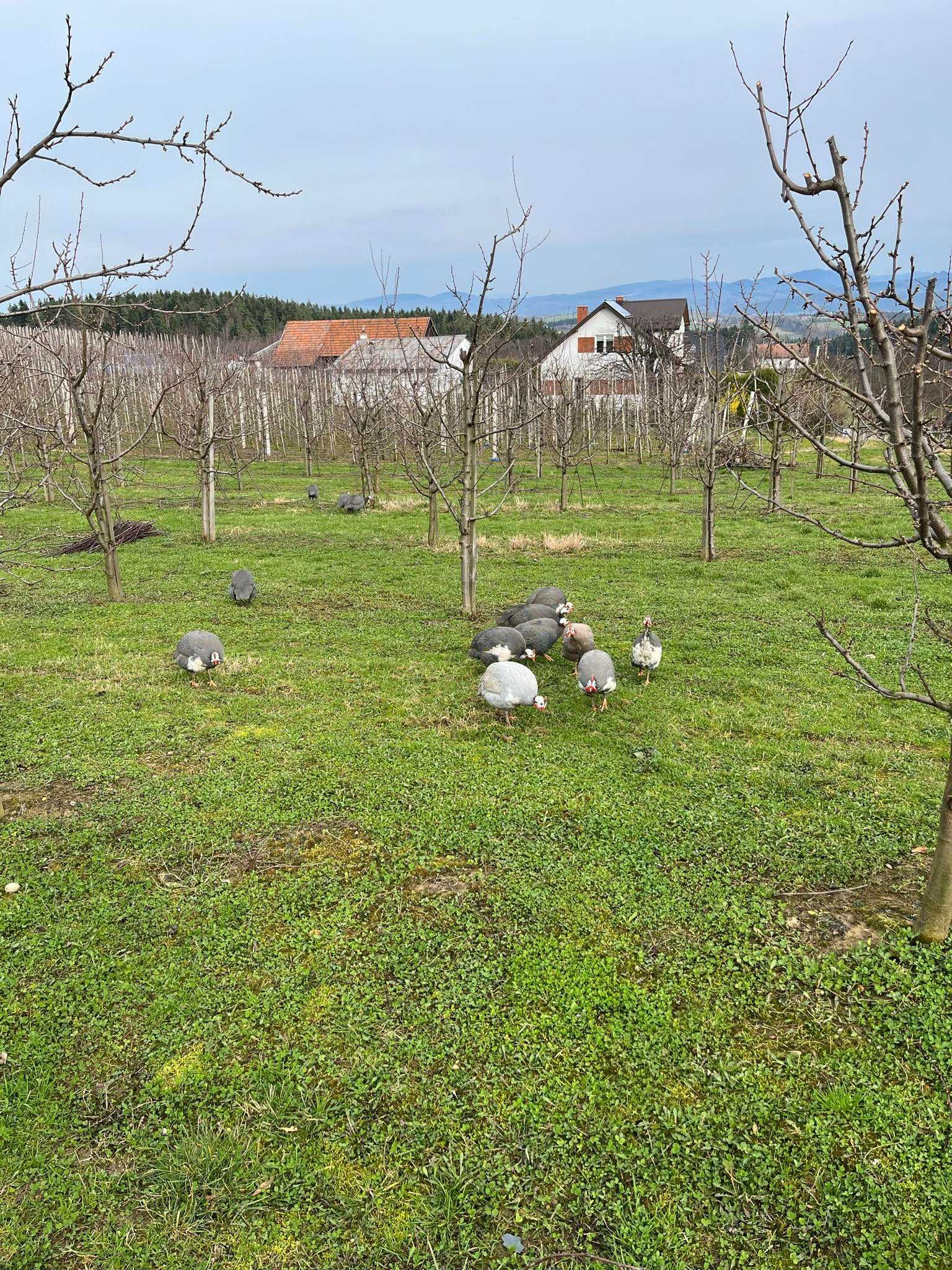 Sprzedam jajka lęgowe perliczki.