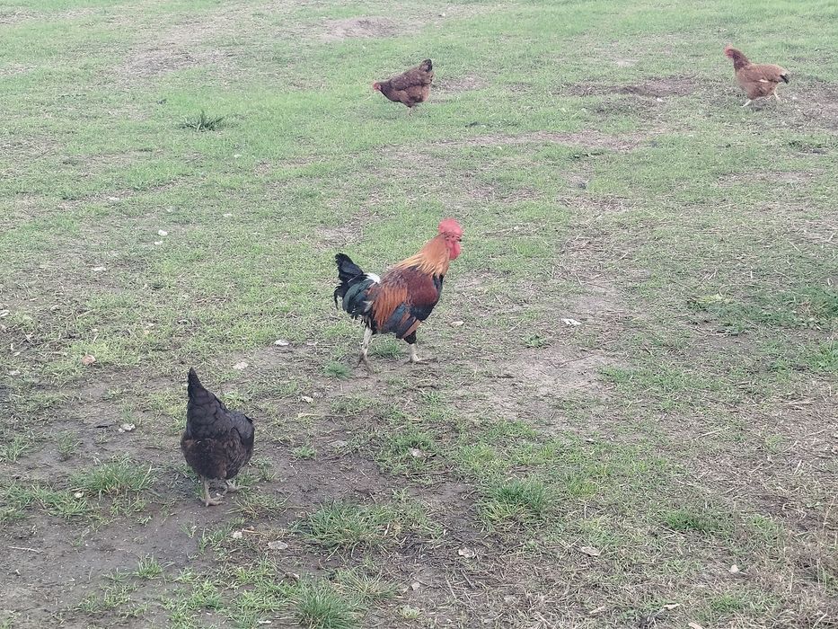 Sprzedam koguta zielononóżki