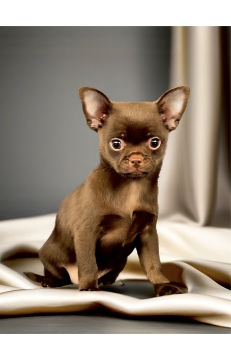 Дівчинка чихуахуа шоколадна