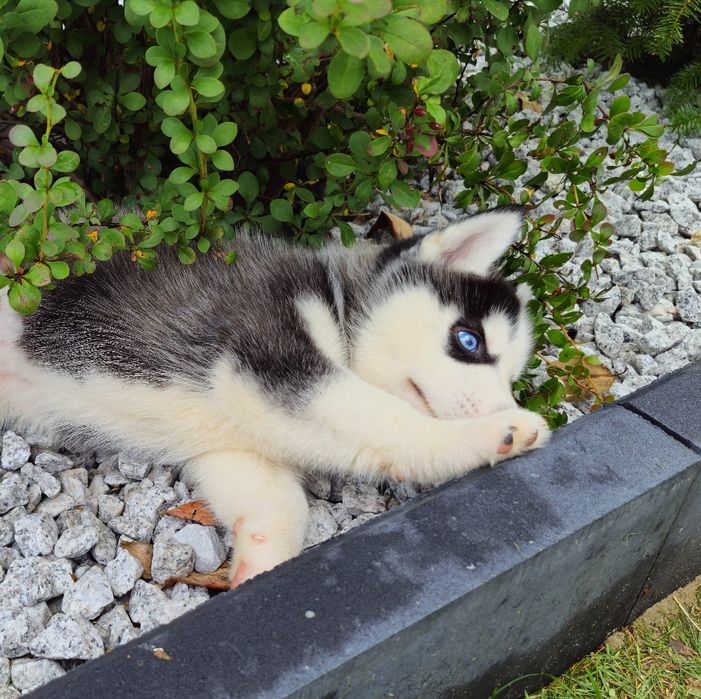 Szczeniak Siberian Husky rodowód ZKwP FCI Champion Puppy Pedigree