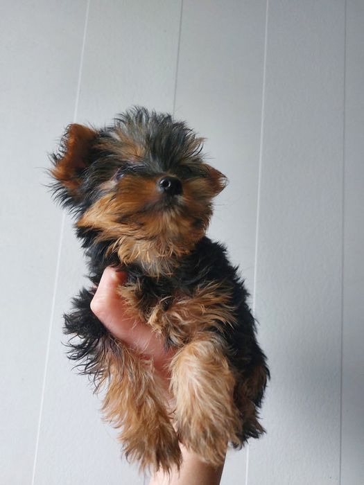 Супер мини йоркширского терьера !
