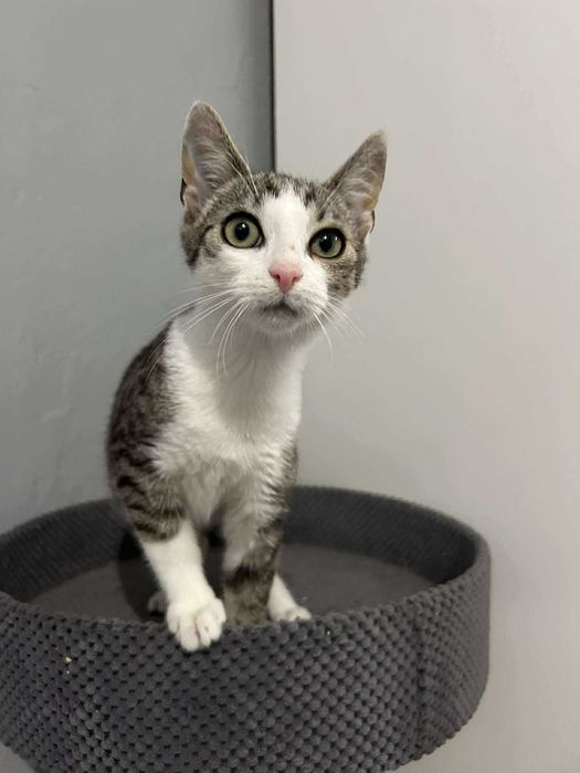 Kociak Leoś do adopcji