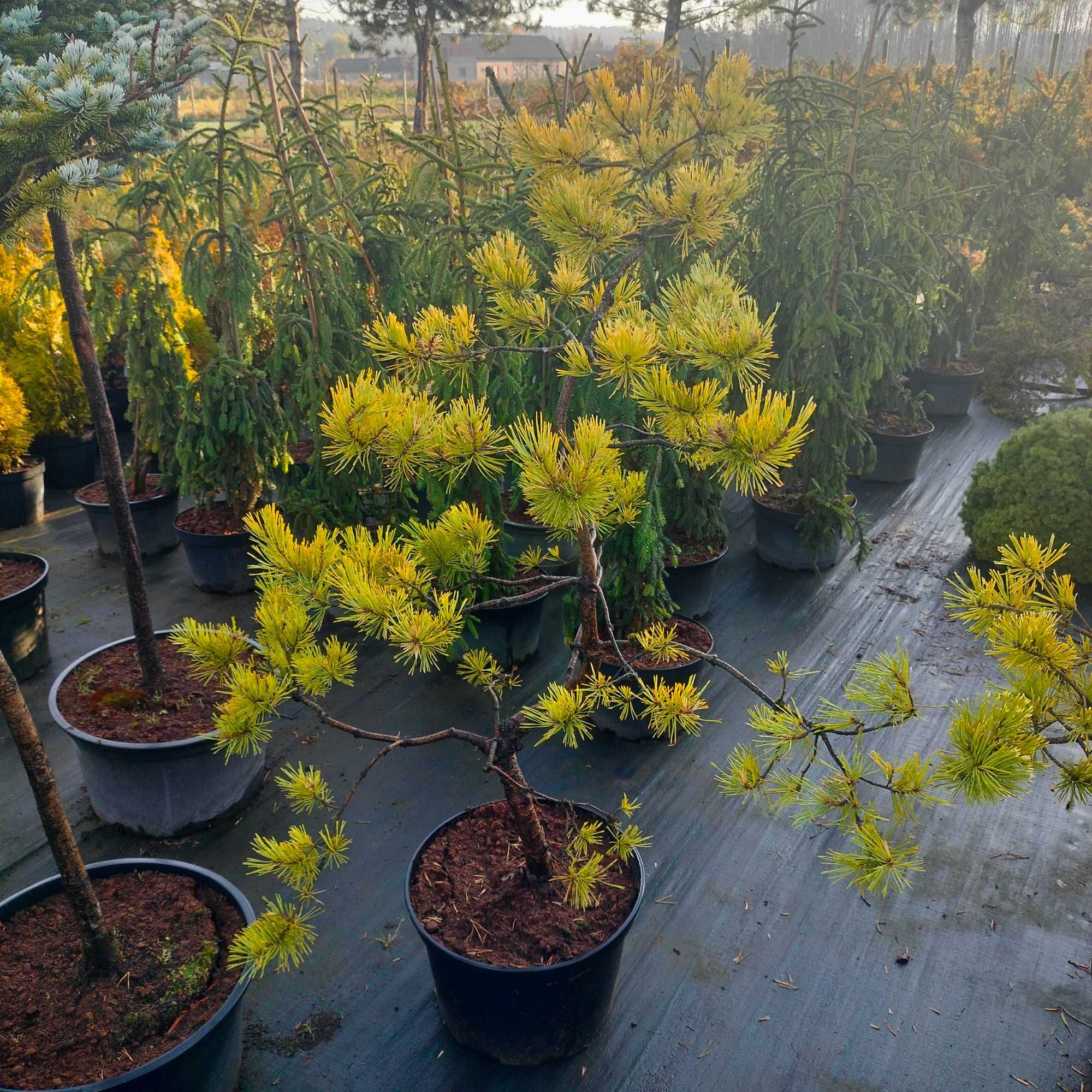 Bonsai jałowiec, sosna, świerk, jodła, tuja