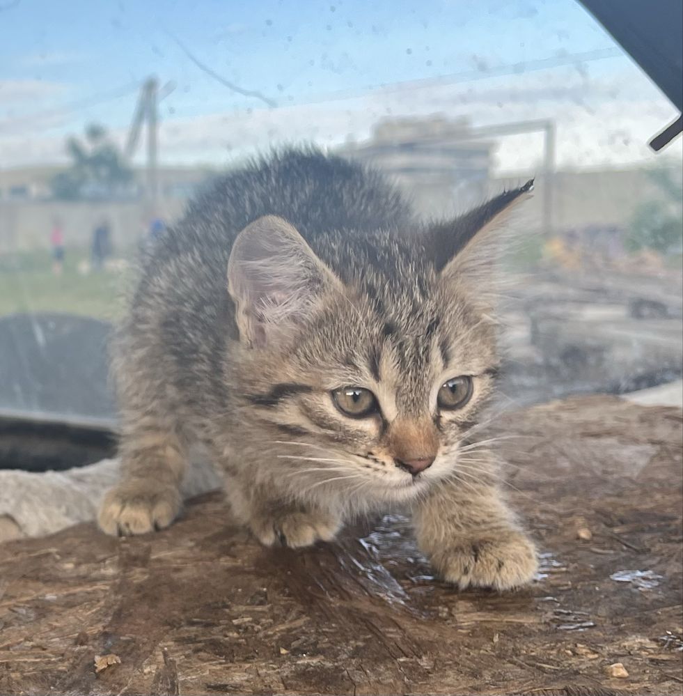 СРОЧНО! Котятам нужен дом! Остались без мамы.
