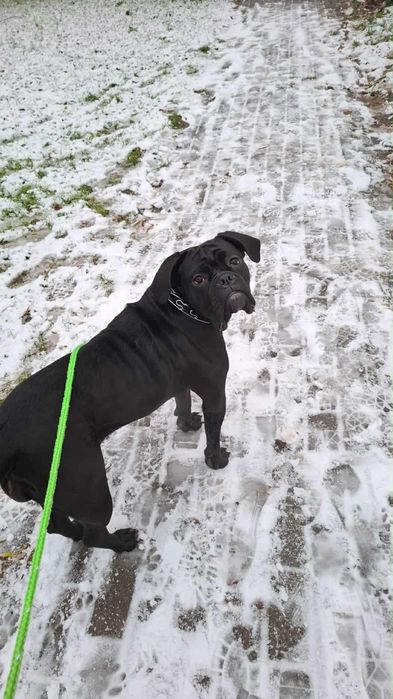 Oddam za darmo sukie ma niecałe 2 lata