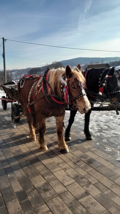 Sprzedam klacz źrebną