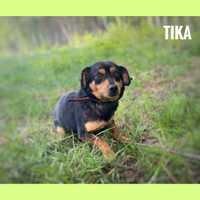 Sunia, 8 kg, 1 rok, Tika, adopcje