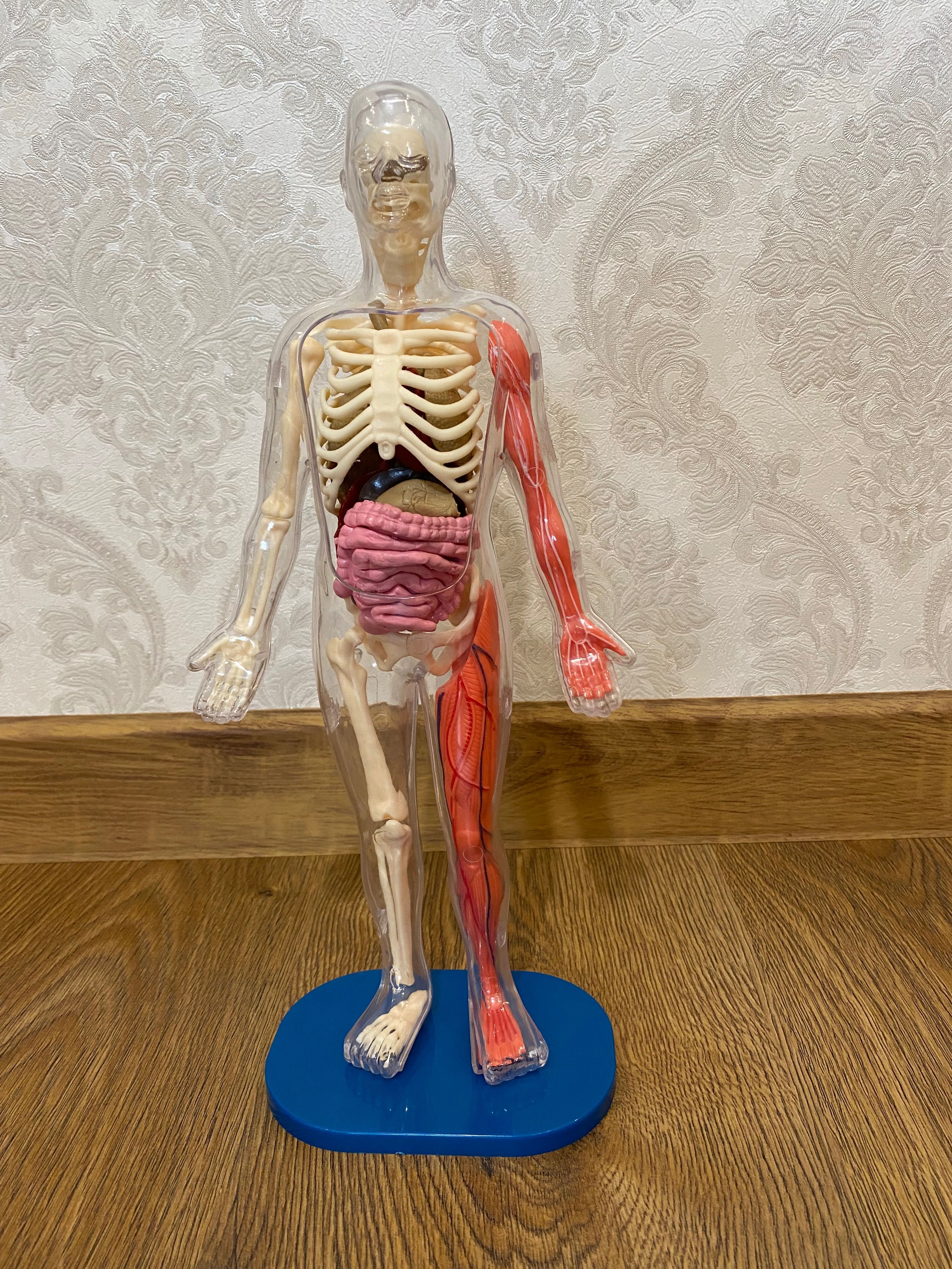 Навчальна анатомічна модель людини 3D