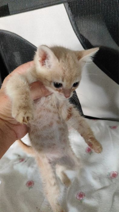 Gatinhos machos para adoção