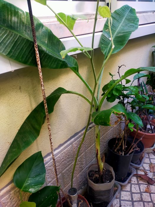 Árvore de fruto bananeira