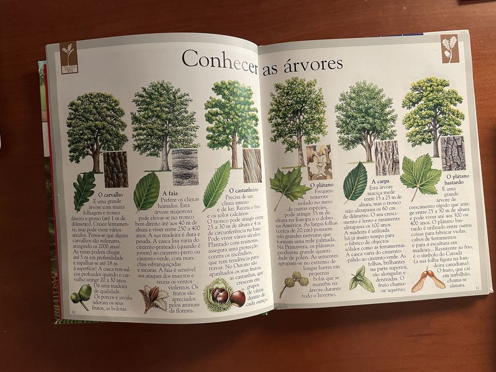 A Floresta - Imagem