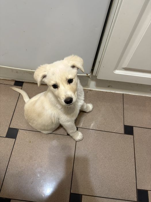 Cadelinha Labrador para Adoção Responsável – 4 meses