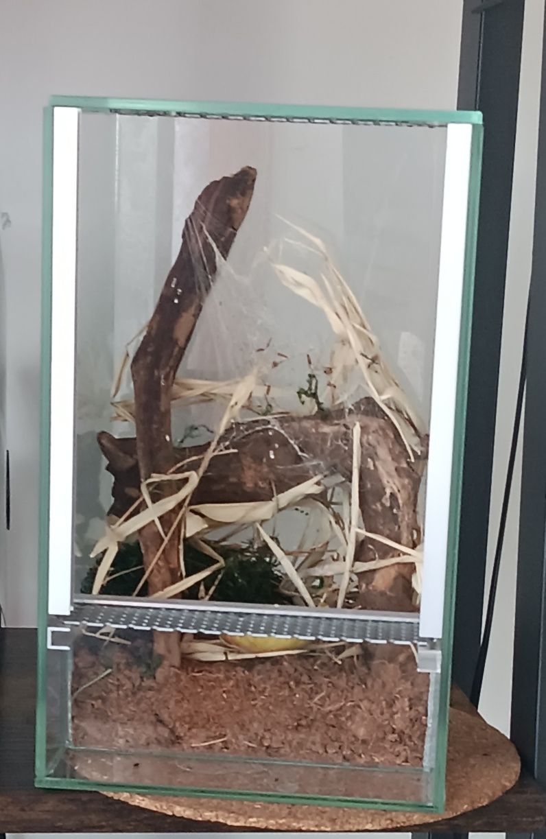 Pająk Latrodectus Hesperus z terrarium. Gratis kubek VenomousArt