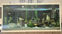 Aquario de 650L+200L completo com sump